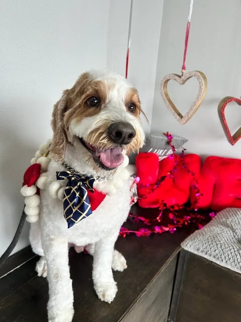 Happy dog with brown and white fur wearing a red and navy bandana sits on couch with Valentines heart decorations