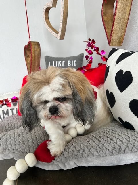 Shih Tzu dog with long hair resting on gray cushions surrounded by Valentines Day decorations and pillows
