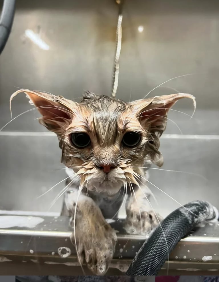 Wet cat in bathtub with water dripping from face and whiskers, looking directly at camera with wide eyes