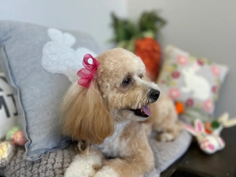 Small tan poodle wearing pink bow sitting on gray cushion with strawberry and floral decorations in background