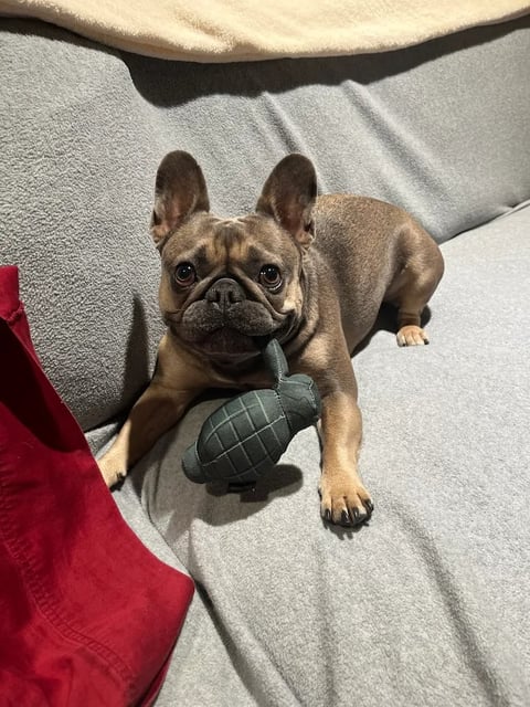 Fawn-colored French Bulldog sitting on carpet, holding a toy grenade, looking up at camera
